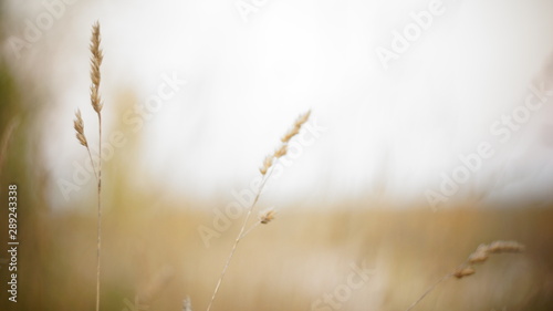 autumn background. autumn field spikes fog foreground blurred background bokeh