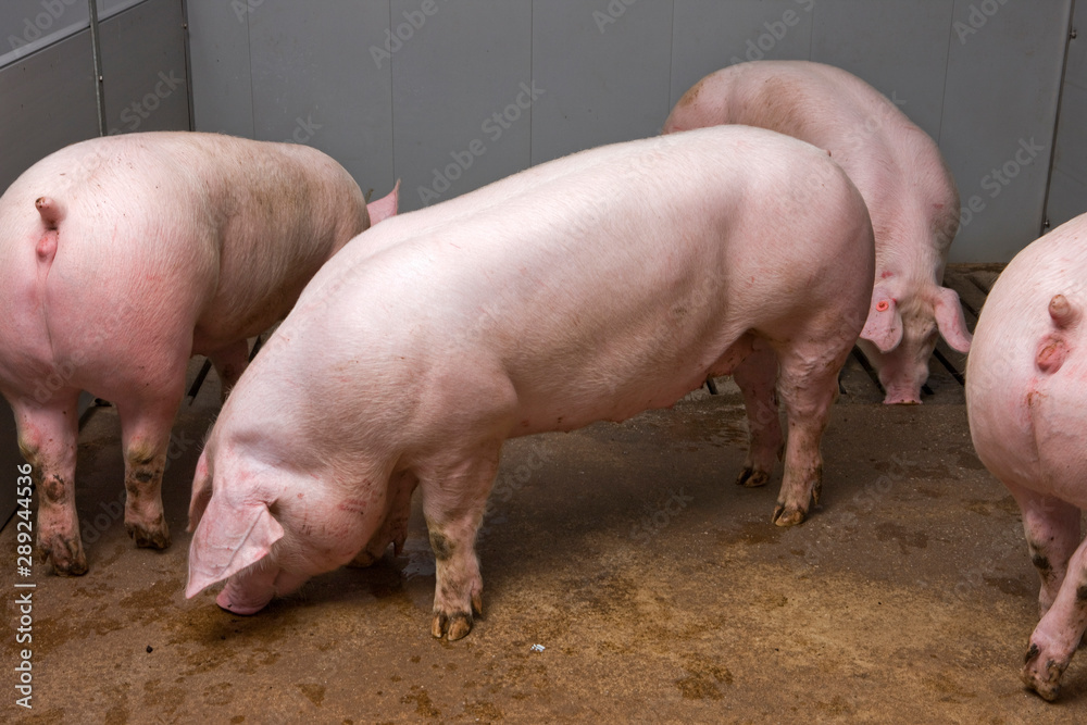 Pigs at stable. Pigbreeding. Farming Netherlands Pigs at stable. Pigbreeding. Farming Netherlands