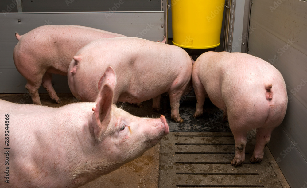 Pigs at stable. Pigbreeding. Farming Netherlands Pigs at stable. Pigbreeding. Farming Netherlands
