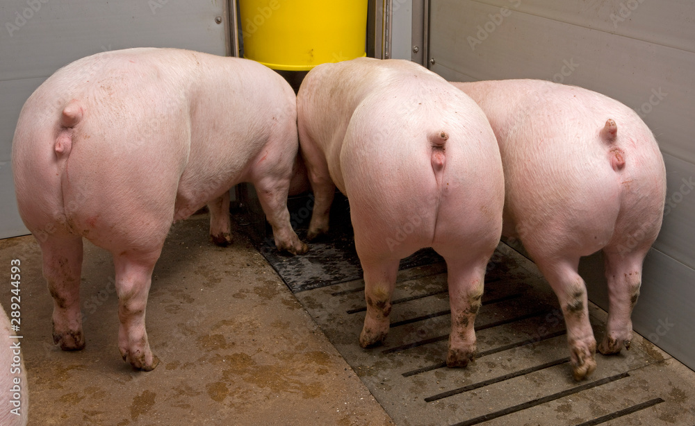 Pigs at stable. Pigbreeding. Farming Netherlands. Backside. Feeding. Pigs at stable. Pigbreeding. Farming Netherlands. Backside. Feeding.