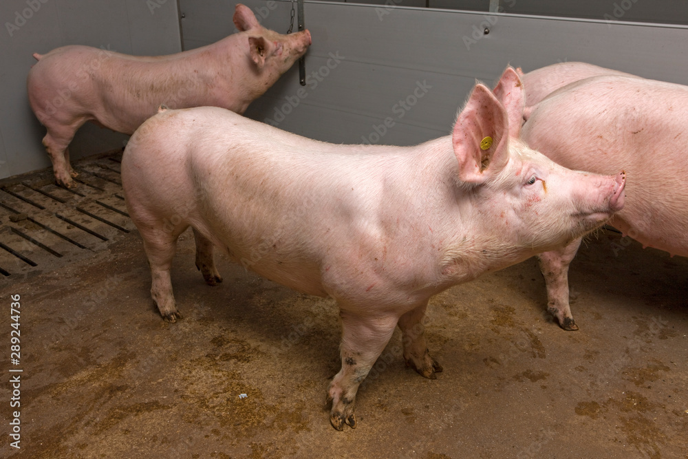 Pigs at stable. Pigbreeding. Farming Netherlands Pigs at stable. Pigbreeding. Farming Netherlands