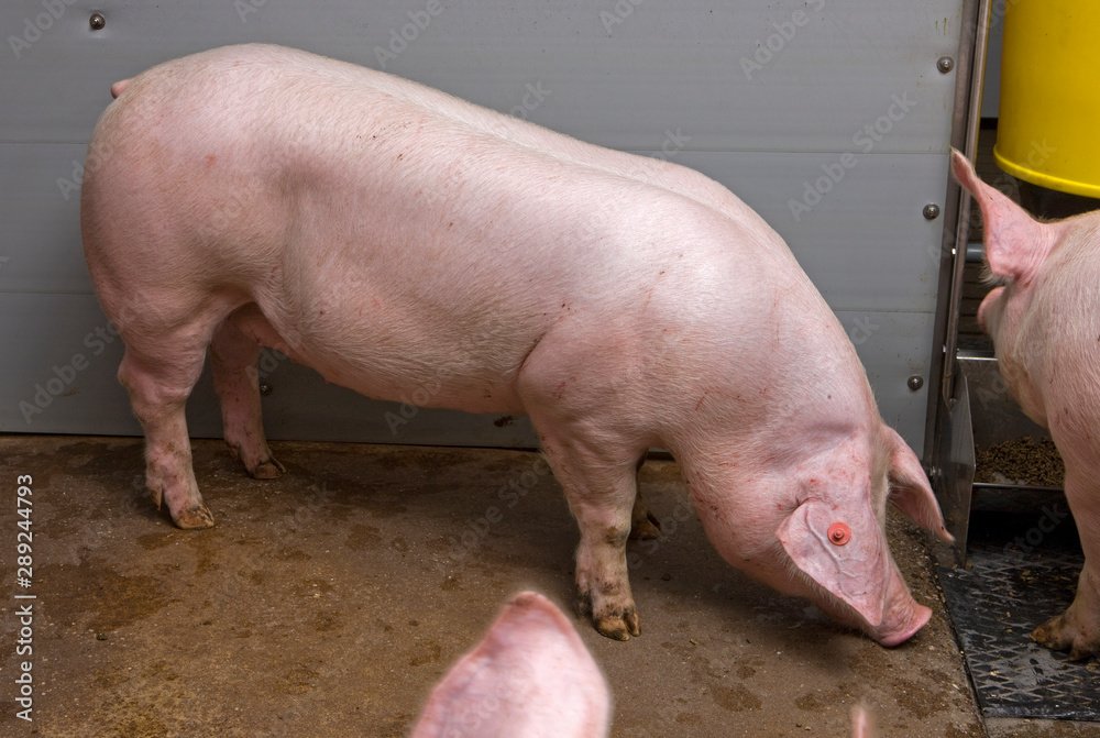  Pigs at stable. Pigbreeding. Farming Netherlands
