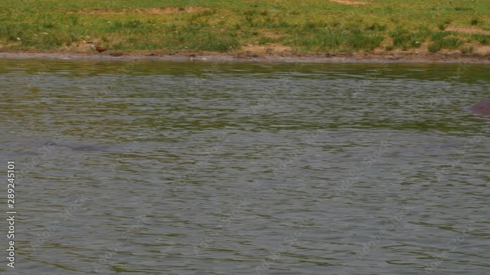 Hippos along the Kazinga Channel, Uganda Hippos along the Kazinga Channel, Uganda
