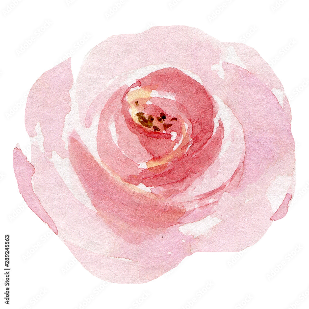 Pink single flower rose, watercolor floral illustration, decoration for  poster, greeting card, birthday, wedding design. Isolated on white  background. Hand painting. Stock Illustration | Adobe Stock
