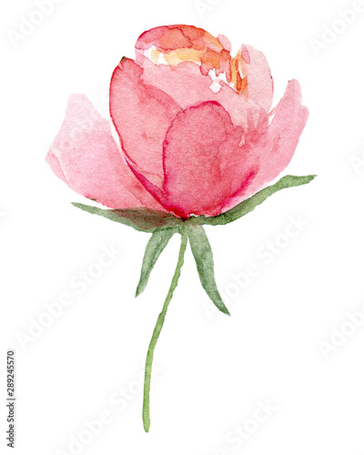 Pink single flower, watercolor floral illustration, decoration for poster, greeting card, birthday, wedding design. Isolated on white background. Hand painting.