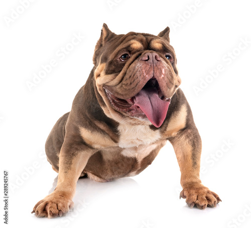 american bully in studio