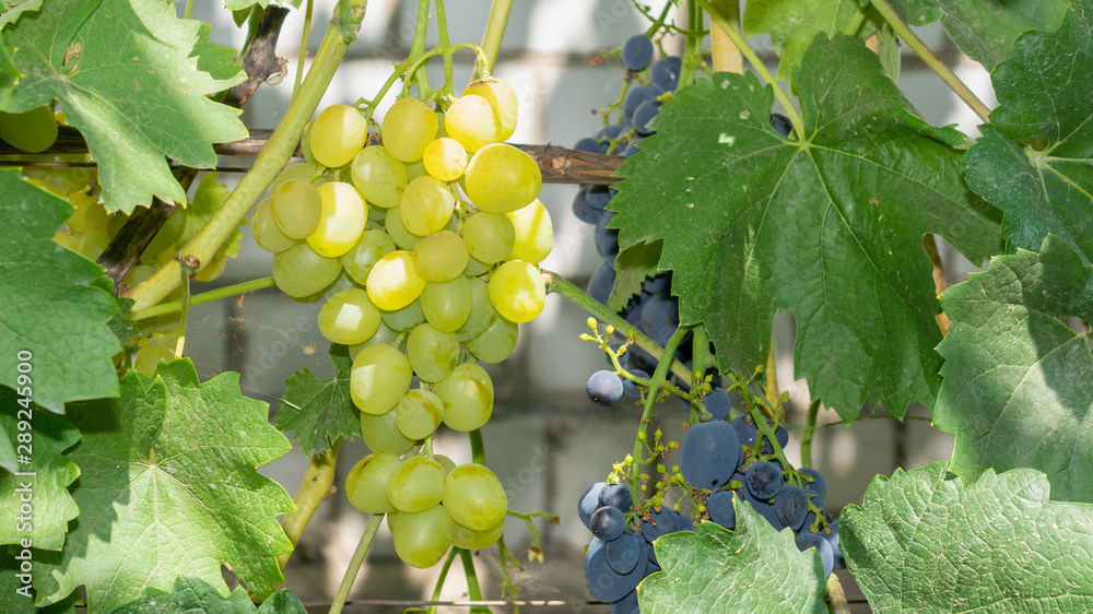 bunch of white grapes on the vine and green leaves close-up. Industrial Grape Garden bunch of white grapes on the vine and green leaves close-up. Industrial Grape Garden