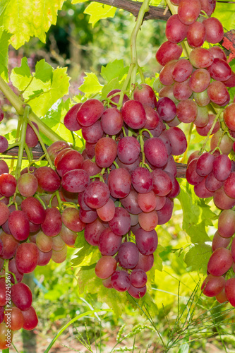 bunch of pink grapes on the vine and green leaves close-up. Industrial Grape Garden