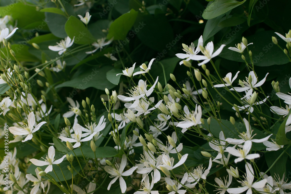Fragrant white flowers of Clematis flammula or clematis Manchurian