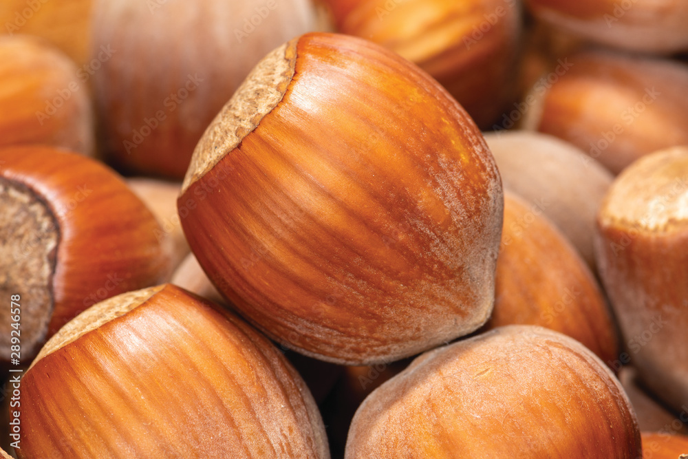 Macro photo of an inshell hazelnut on a background of scattered nuts by a large stall. Background texture Macro photo of an inshell hazelnut on a background of scattered nuts by a large stall. Background texture