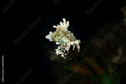 Corallimorph Decorator Crab, Cyclocoeloma tuberculata, Cyclocoeloma is a genus of crabs in the family Majidae, containing the single species Cyclocoeloma tuberculata photo