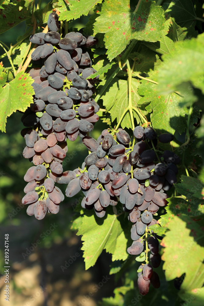 A black grape varieties grown in Turkey