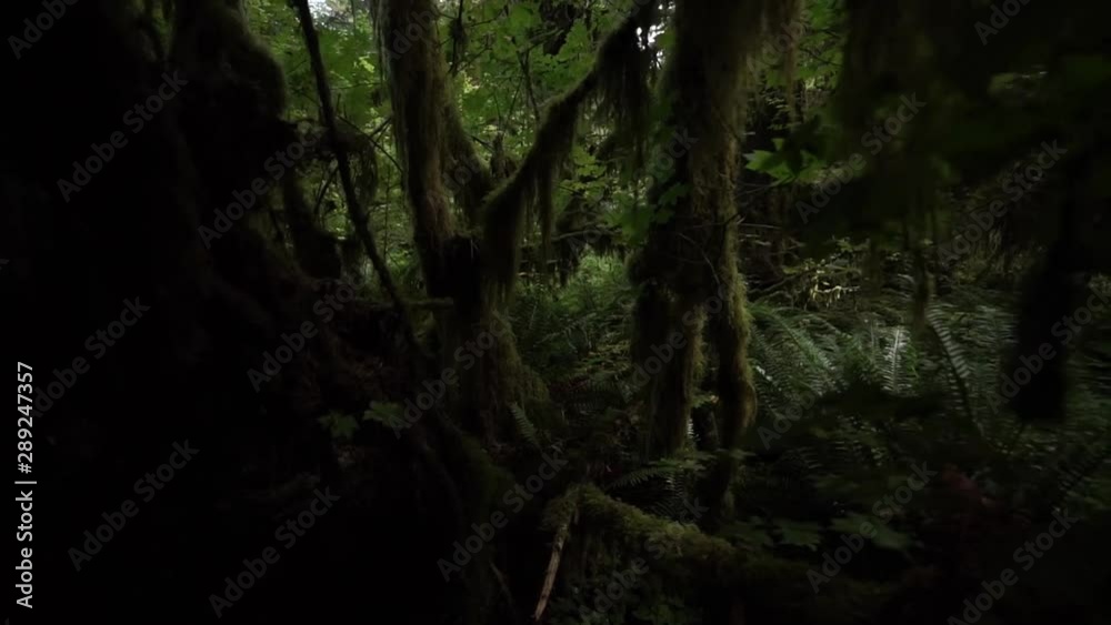 Zoom out pull through moss covered trees and branches near the floor of a rain forest Zoom out pull through moss covered trees and branches near the floor of a rain forest