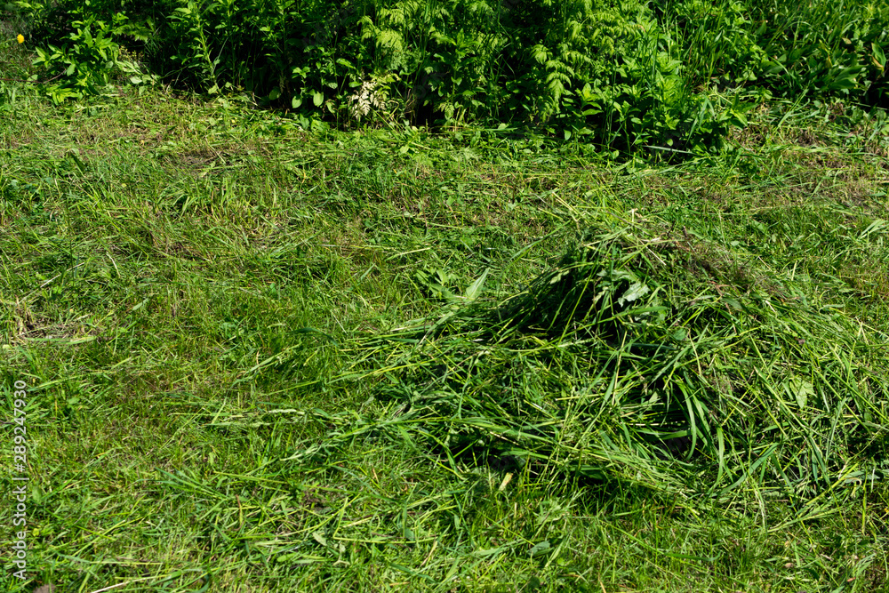 Pile of mown lawn grass in the spring garden Pile of mown lawn grass in the spring garden