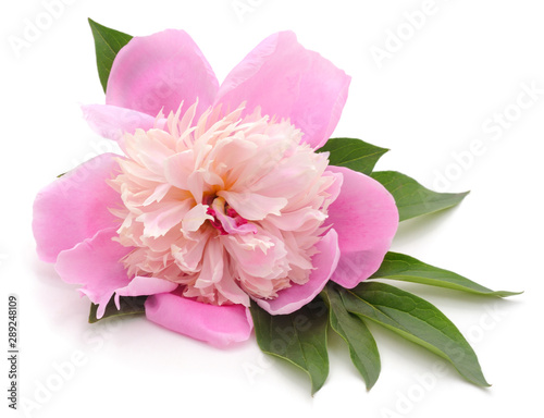 Pink beautiful peony.