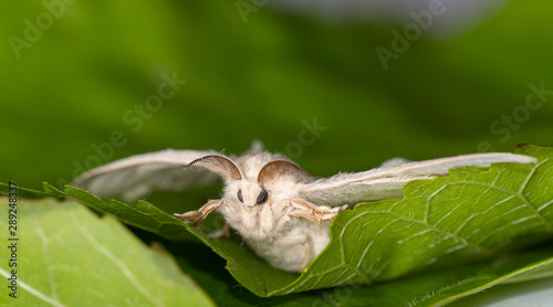 Fototapeta Naklejka Na Ścianę i Meble -  silkworm on the leaf of a plant	