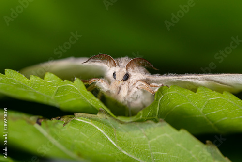 silkworm on the leaf of a plant 