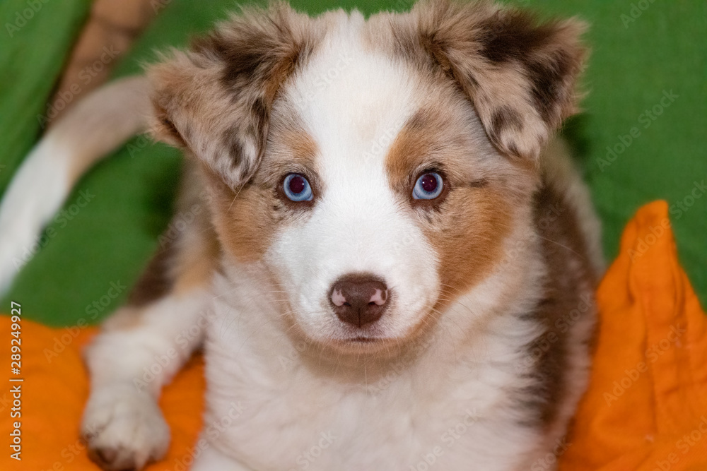 chien yeux bleus 