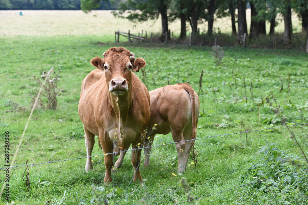 agriculture agricole culture ruralite ferme planete terre vert climat climatique vache bovin betail viande lait laitier Ardenne elevage bio secheresse eau