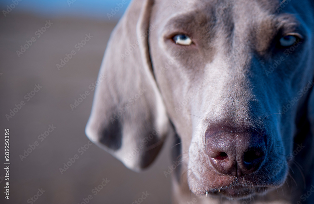 Weimaraner- Ocala from Xálonia
