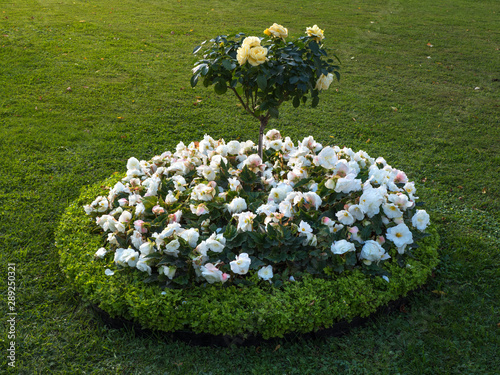 Fototapeta Round flowerbed with flowers on the green lawn.