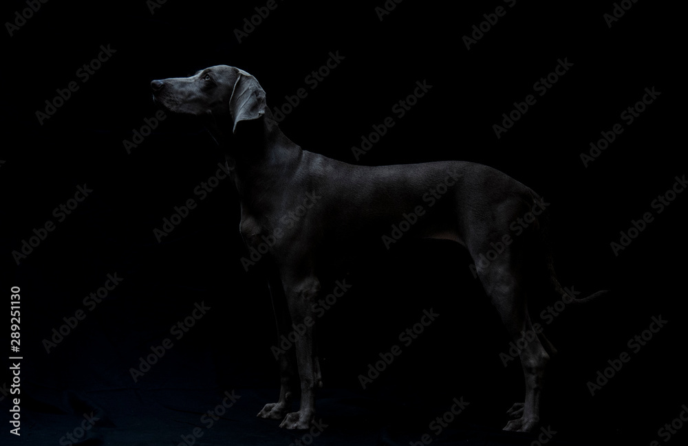 Weimaraner- Ocala from Xálonia Weimaraner- Ocala from Xálonia