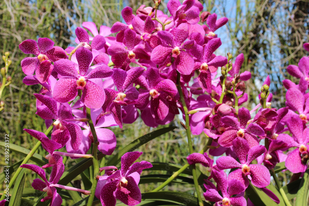 blooming orchids in the singapore botanic gardens in singapore 