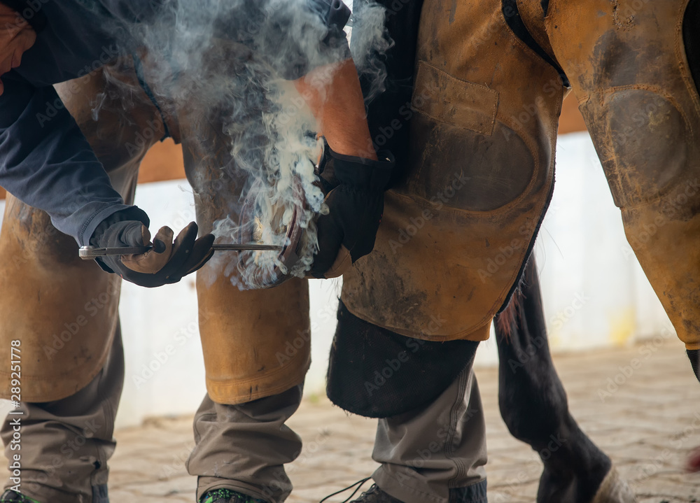 Farrier at work, fogging a horse..