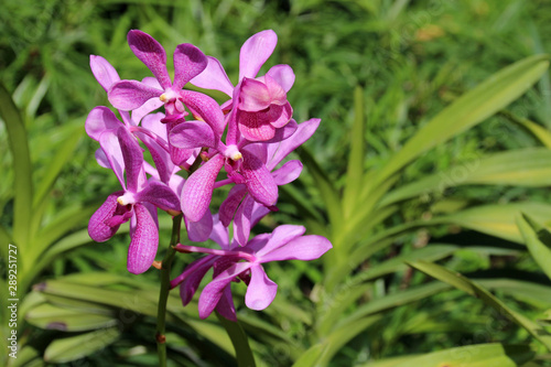 blooming orchids in the singapore botanic gardens in singapore 