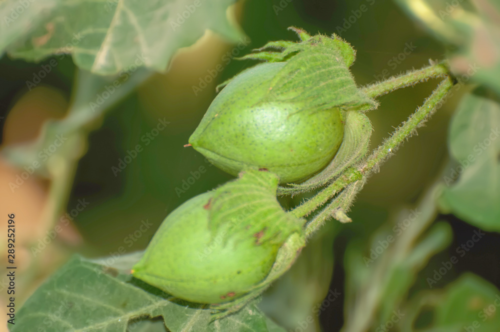 Sprout and bolls of cotton plant Sprout and bolls of cotton plant