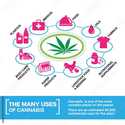 the many uses of cannabis, hemp, marijuana, weed  infographic on white background.