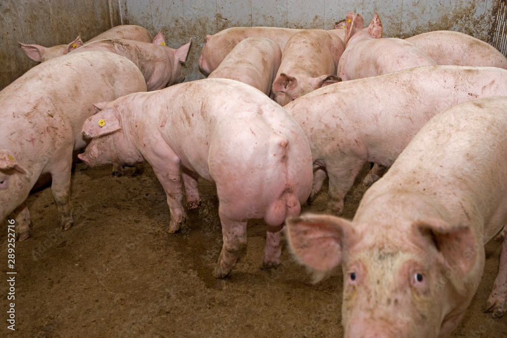 Pigs at stable. Pigbreeding. Farming Netherlands Pigs at stable. Pigbreeding. Farming Netherlands