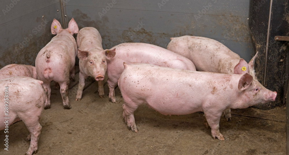 Pigs at stable. Pigbreeding. Farming Netherlands Pigs at stable. Pigbreeding. Farming Netherlands