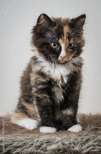 Kitten (ID: 289253124)