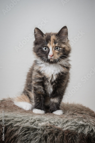Kitten (ID: 289253139)