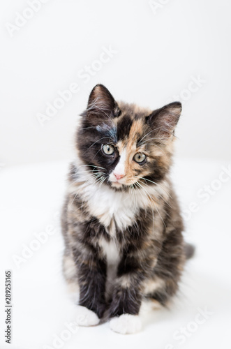 Kitten (ID: 289253165)