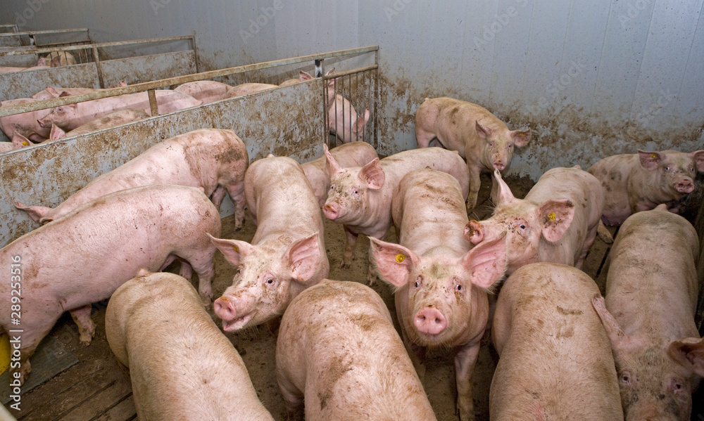 Pigs at stable. Pigbreeding. Farming Netherlands Pigs at stable. Pigbreeding. Farming Netherlands