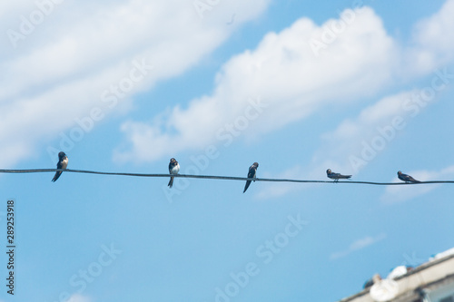 Group of swallow sitting on electric wire.