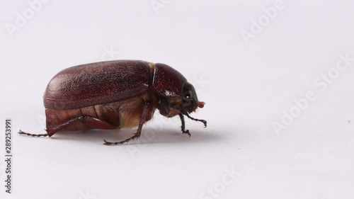 Slow zoom in macro Muna beetle or June bug, edible insect of New Guinea photo