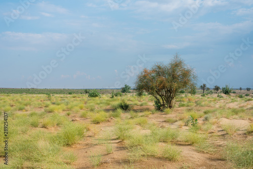 Green Grass in Thar Desert  Rajasthan  India