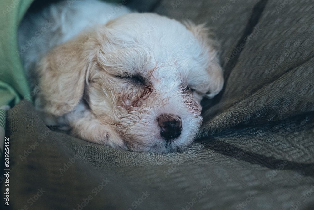 Chinese Crested Powderpuff dog sleeps on sofa Chinese Crested Powderpuff dog sleeps on sofa