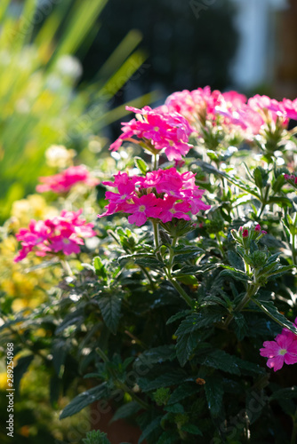 Wallpaper Mural Beautiful flowers in a summer garden at morning Torontodigital.ca