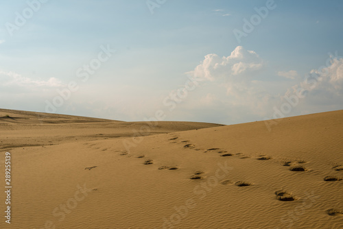 Dunes of Thar Desert. Sam Sand dunes  Rajasthan  India