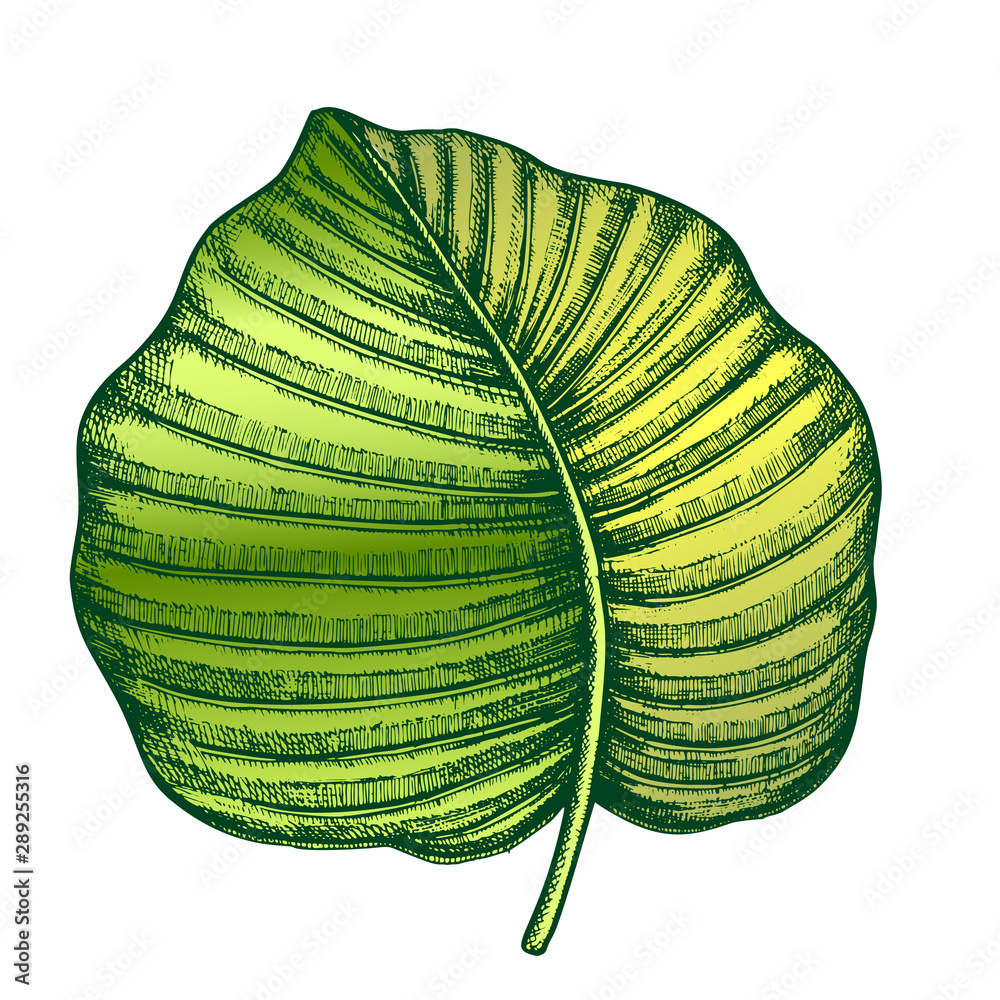 Anthurium Regale Tropical Leaf Hand Drawn Vector. Floral Frond Nils Leaf Of  Evergreen Plant. Detail Of Beautiful Nature Botanical Herb Designed In Vintage  Style Color Illustration Stock Vector | Adobe Stock