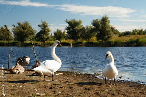 Swans on the shore of a park pond.