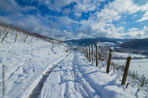 Weinberge Reben Winter Schnee © eliasbilly