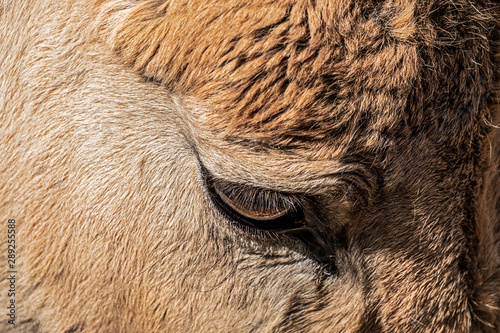 Closeup of the eye of a donkey