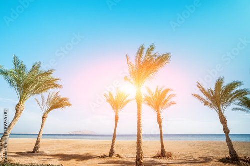 Fototapeta Naklejka Na Ścianę i Meble -  ocean beach  with row palms on horizon
