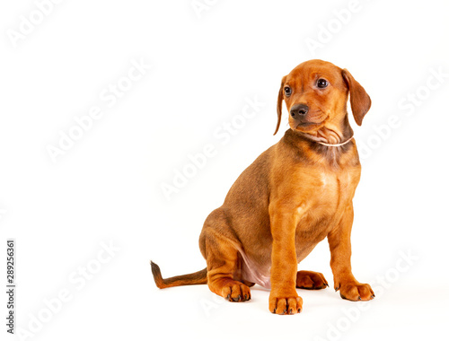 Bild auf Leinwand German Pinscher puppy