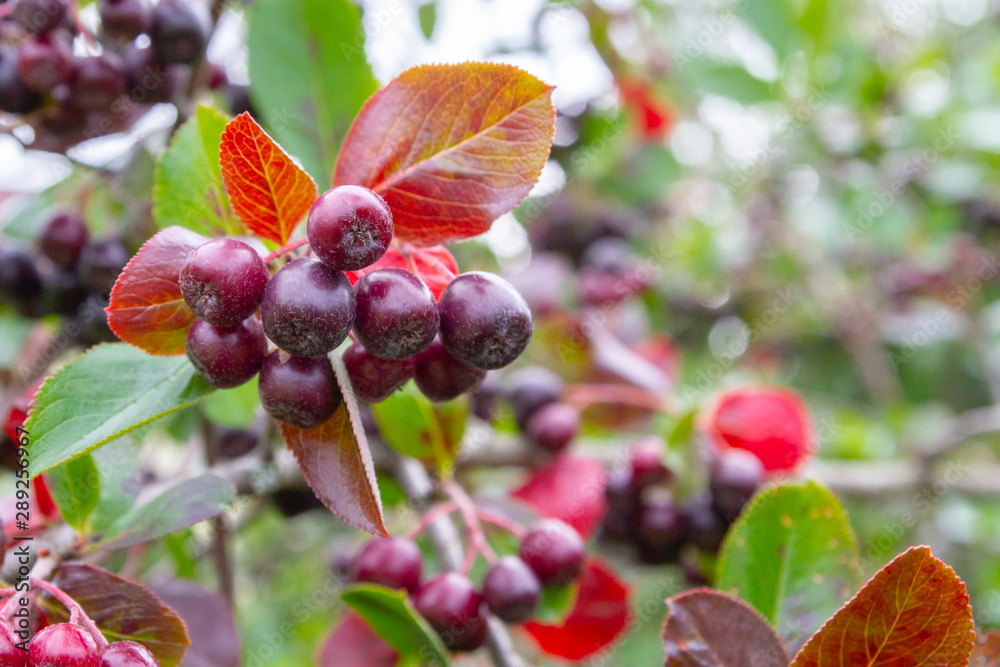 Chokeberry grows on a Bush in late summer Chokeberry grows on a Bush in late summer